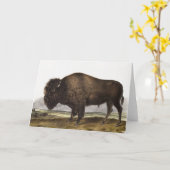 Illustration des amerikanischen Bison (Bos America Karte (Gelbe Blume)