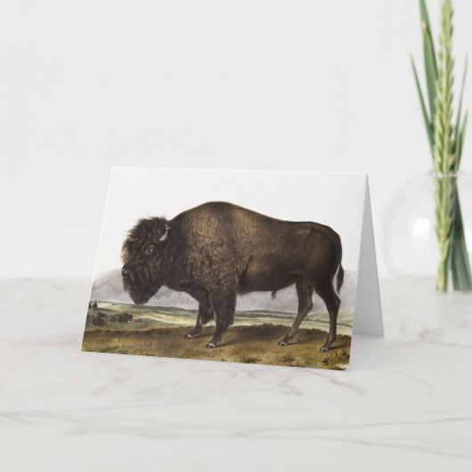 Illustration des amerikanischen Bison (Bos America Karte (Vorderseite)