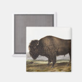 Illustration des amerikanischen Bison (Bos America Magnet (Vorderseite/Rückseite)