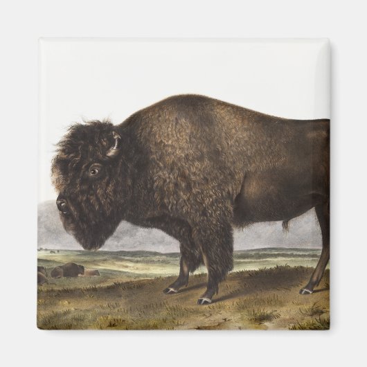 Illustration des amerikanischen Bison (Bos America Magnet (Vorne)