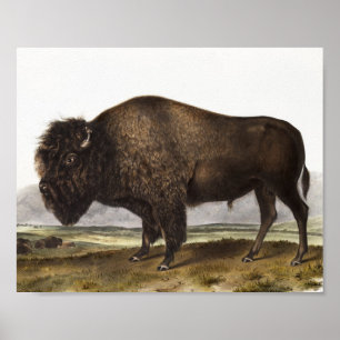 Illustration des amerikanischen Bison (Bos America Poster