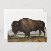 Illustration des amerikanischen Bison (Bos America Postkarte (Vorne/Hinten)
