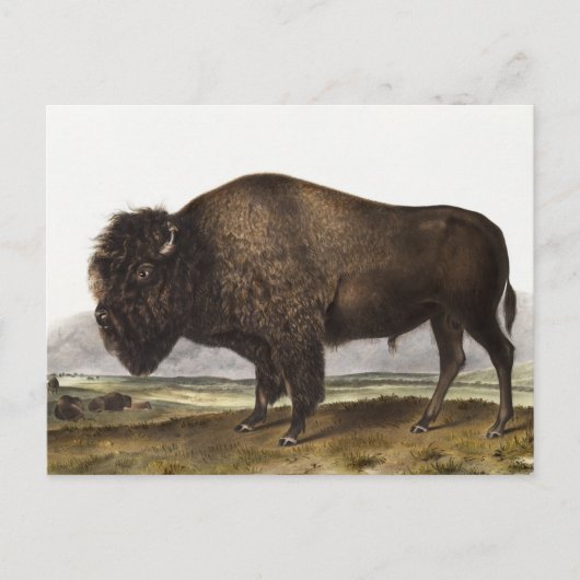 Illustration des amerikanischen Bison (Bos America Postkarte (Vorderseite)