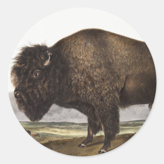 Illustration des amerikanischen Bison (Bos America Runder Aufkleber (Vorderseite)