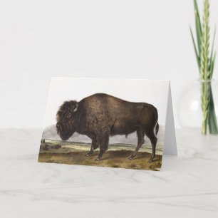 Illustration des Amerikanischen Bisons (Bos Americ Karte