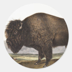 Illustration des Amerikanischen Bisons (Bos Americ Runder Aufkleber