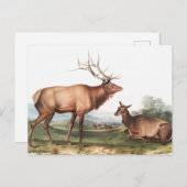 Illustration des amerikanischen Elchs (Cervus Cana Postkarte (Vorne/Hinten)