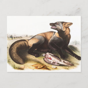 Illustration des amerikanischen Kreuzfuchses (Cani Postkarte