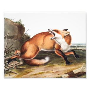 Illustration des Amerikanischen Rotfuchs (Vulpes F Fotodruck