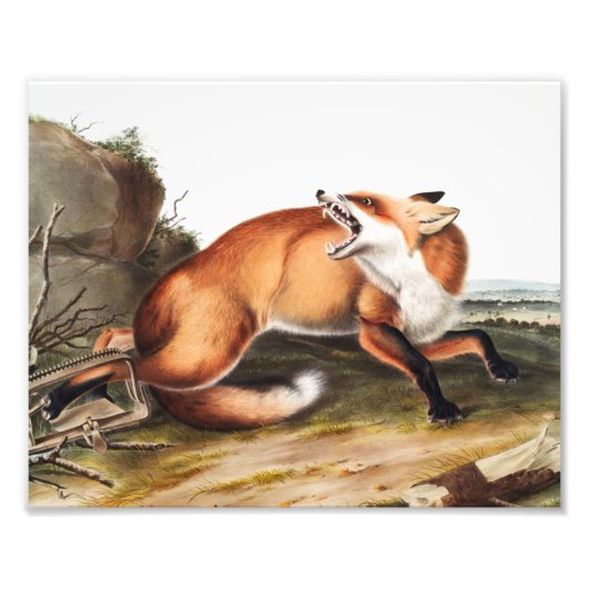 Illustration des Amerikanischen Rotfuchs (Vulpes F Fotodruck (Vorne)