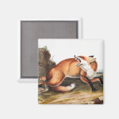 Illustration des Amerikanischen Rotfuchs (Vulpes F Magnet (Vorderseite/Rückseite)