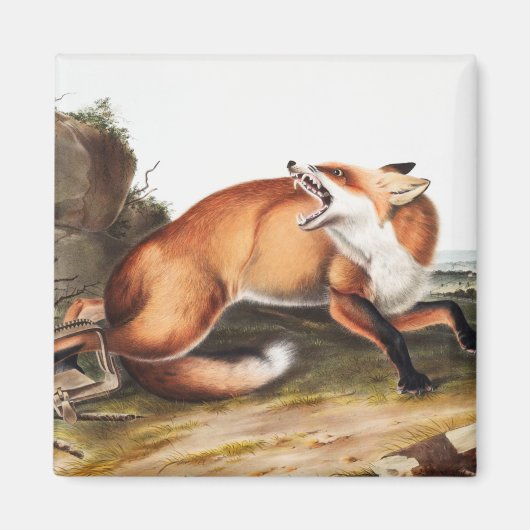 Illustration des Amerikanischen Rotfuchs (Vulpes F Magnet (Vorne)
