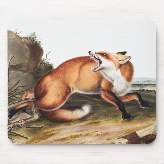Illustration des Amerikanischen Rotfuchs (Vulpes F Mousepad (Vorne)