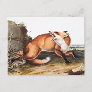 Illustration des Amerikanischen Rotfuchs (Vulpes F Postkarte