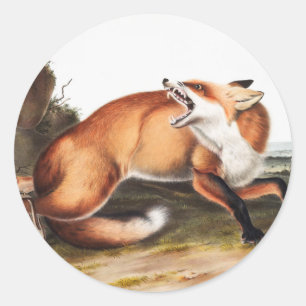 Illustration des Amerikanischen Rotfuchses (Vulpes Runder Aufkleber