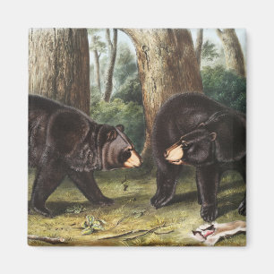 Illustration des Amerikanischen Schwarzbären Ursus Magnet