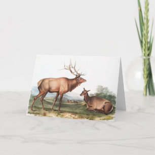 Illustration des Amerikanischen Wapiti (Cervus Can Karte