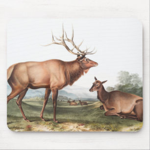 Illustration des Amerikanischen Wapiti (Cervus Can Mousepad
