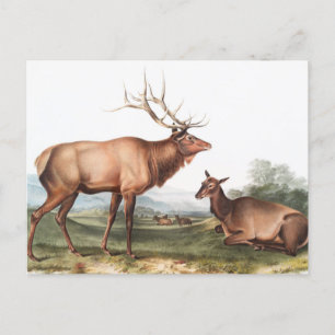 Illustration des Amerikanischen Wapiti (Cervus Can Postkarte