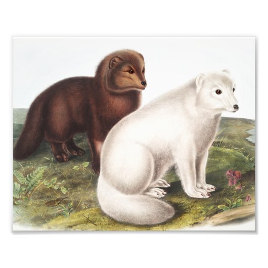 Illustration des Arktischen Foxes (Vulpes lagopus) Fotodruck (Vorne)