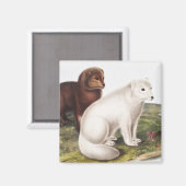 Illustration des Arktischen Foxes (Vulpes lagopus) Magnet (Vorderseite/Rückseite)