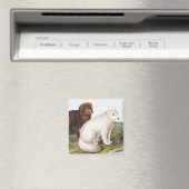 Illustration des Arktischen Foxes (Vulpes lagopus) Magnet (In Situ (Geschirrspüler))