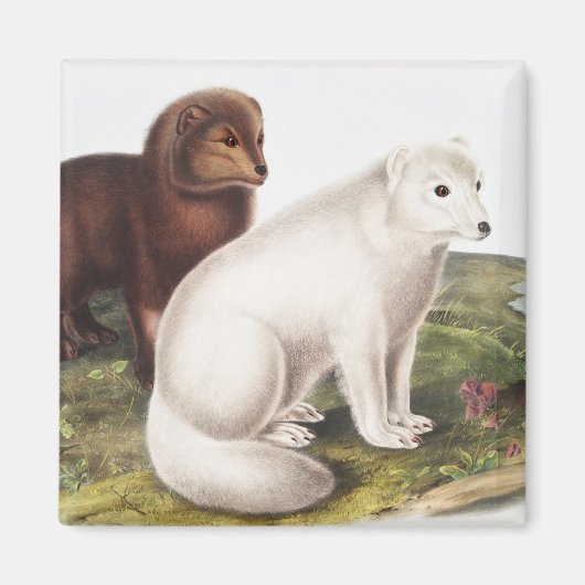 Illustration des Arktischen Foxes (Vulpes lagopus) Magnet (Vorne)