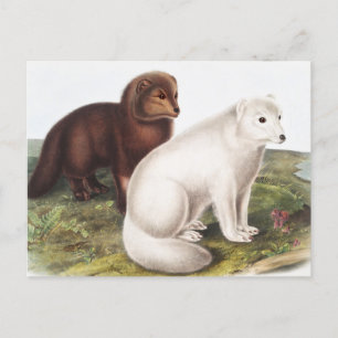 Illustration des Arktischen Foxes (Vulpes lagopus) Postkarte