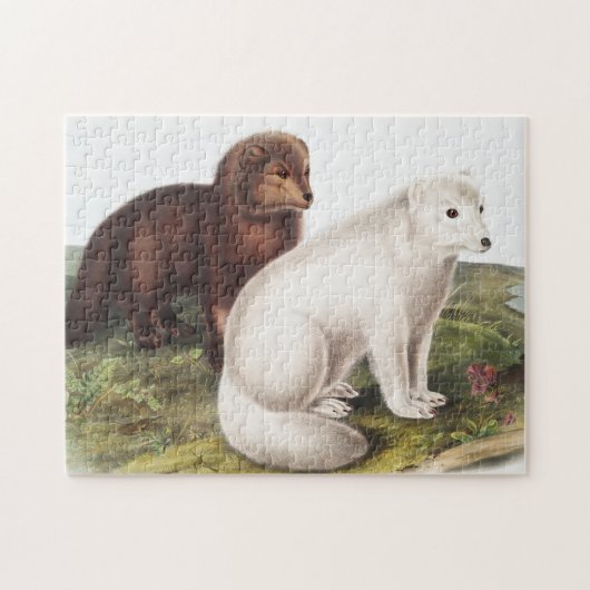 Illustration des Arktischen Foxes (Vulpes lagopus) Puzzle (Horizontal)