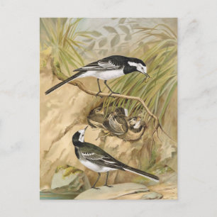 Illustration des Bachstelzen-Vogels im Vintage-Sti Postkarte