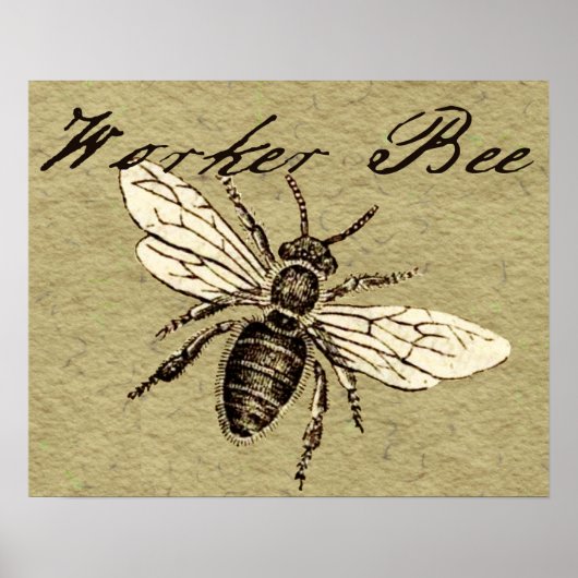 Illustration des Bieneninsekts Poster (Vorne)