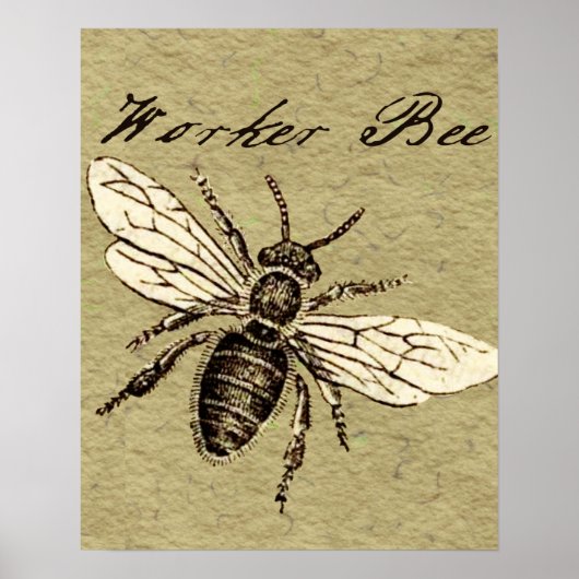 Illustration des Bieneninsekts Poster (Vorne)