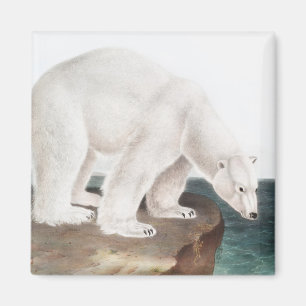Illustration des Eisbären (Ursus maritimus) Magnet
