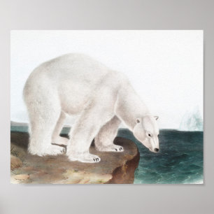 Illustration des Eisbären (Ursus maritimus) Poster