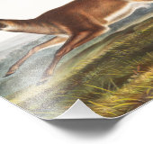 Illustration des Hirns (Cervus leucurus) Fotodruck (Ecke)