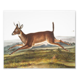 Illustration des Hirns (Cervus leucurus) Fotodruck