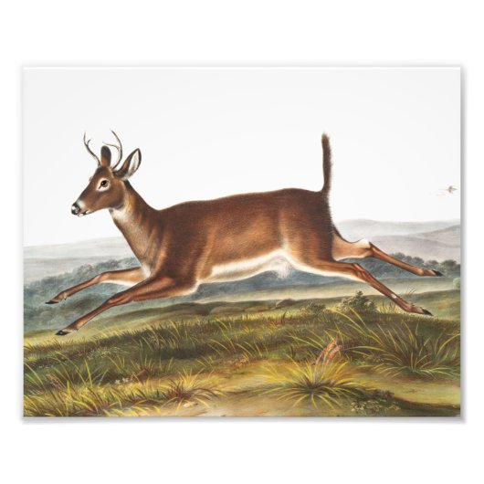 Illustration des Hirns (Cervus leucurus) Fotodruck (Vorne)