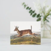 Illustration des Hirns (Cervus leucurus) Postkarte (Stehend Vorderseite)