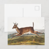 Illustration des Hirns (Cervus leucurus) Postkarte (Vorne/Hinten)