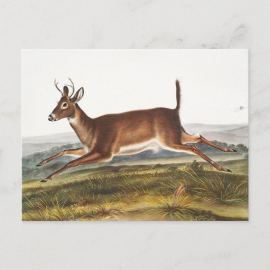 Illustration des Hirns (Cervus leucurus) Postkarte (Vorderseite)