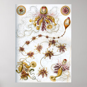 Illustration des marinen Lebens im Vintage-Stil Poster