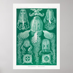 Illustration des marinen Lebens im Vintage-Stil Poster