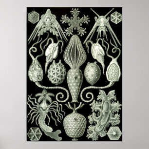 Illustration des marinen Lebens im Vintage-Stil Poster
