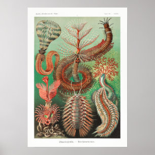 Illustration des marinen Lebens im Vintage-Stil Poster