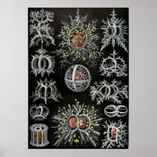 Illustration des marinen Lebens im Vintage-Stil Poster
