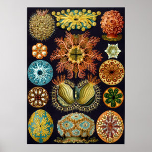 Illustration des marinen Lebens im Vintage-Stil Poster