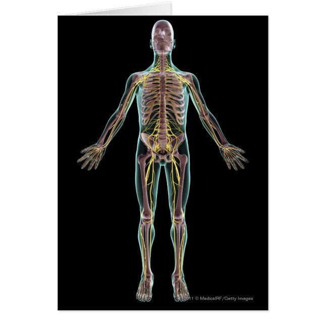 Illustration des Nervensystems (Vorne)