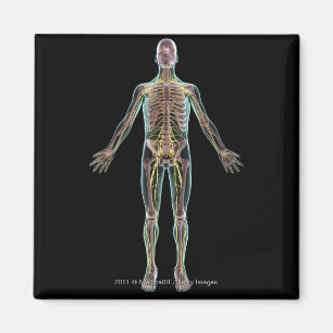 Illustration des Nervensystems Magnet