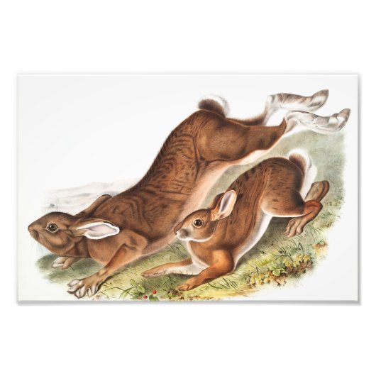 Illustration des Nordhaars (Lepus Americanus) Fotodruck (Vorne)