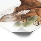 Illustration des Nordhaars (Lepus Americanus) Fotodruck (Ecke)